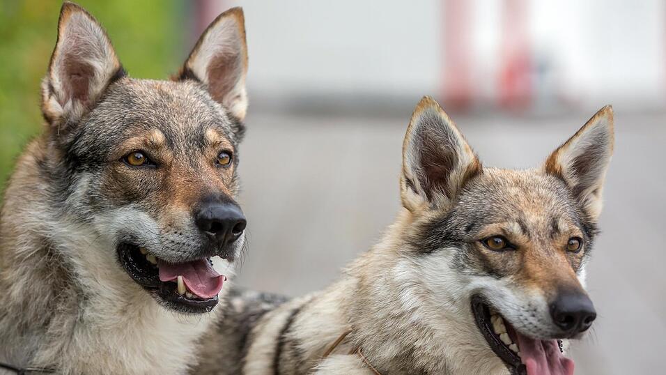 Tschechoslowakische Wolfhunde haben im August einen joggenden Priester angegriffen. Der damalige Halter der Hunde ist nun vor dem Chamer Amtsgericht verurteilt worden.
