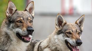 Tschechoslowakische Wolfhunde haben im August einen joggenden Priester angegriffen. Der damalige Halter der Hunde ist nun vor dem Chamer Amtsgericht verurteilt worden.