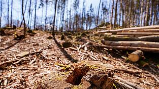 Die EU-Entwaldungsverordnung wird nach Druck auf der Wirtschaft abgeschwächt. (Symbolbild) Die EU-Entwaldungsverordnung wird nach Druck auf der Wirtschaft abgeschwächt. (Symbolbild)