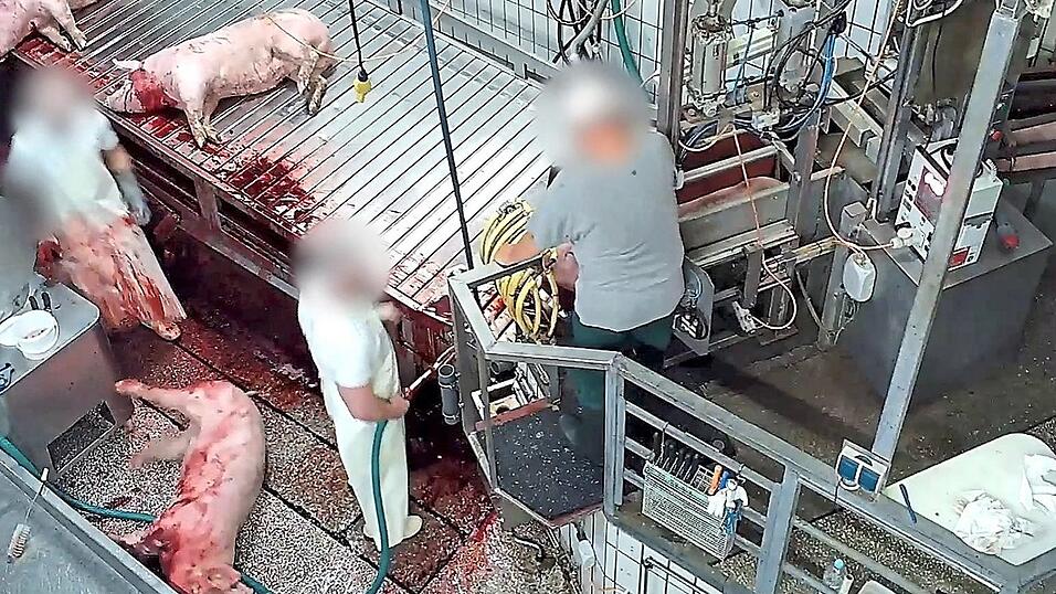 Im Schlachthof Aschaffenburg wurden Schweine teilweise ohne Betäubung getötet. Im Schlachthof Aschaffenburg wurden Schweine teilweise ohne Betäubung getötet.