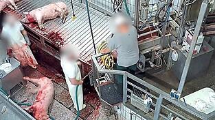 Im Schlachthof Aschaffenburg wurden Schweine teilweise ohne Betäubung getötet.