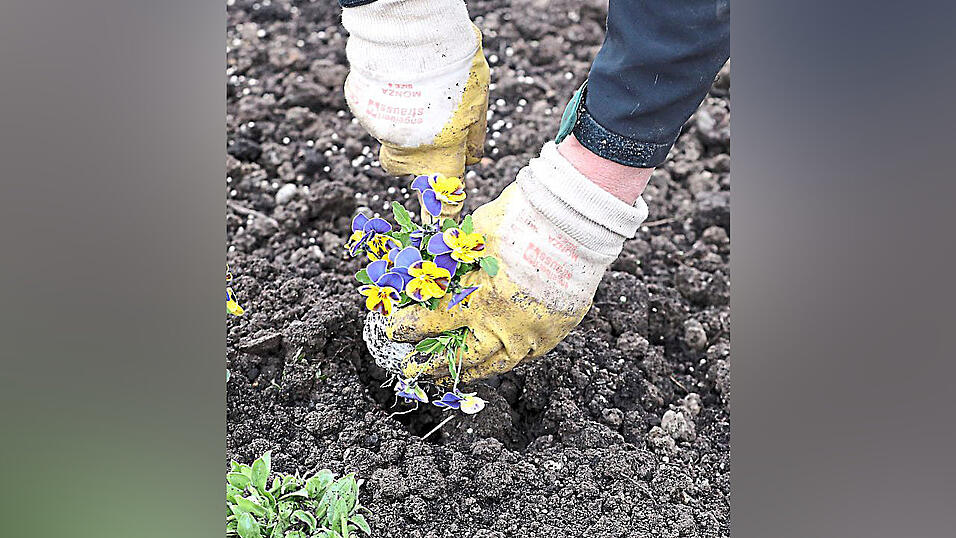 Stiefm&uuml;tterchen in fast allen Farben des Regenbogens wurden gepflanzt.