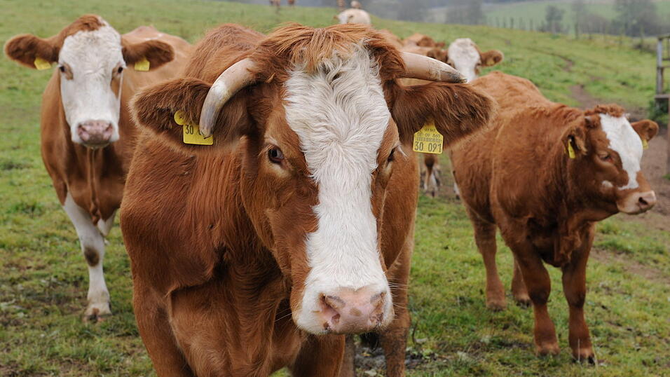 Elf Jungtiere sorgten in Eittingermoos f&uuml;r Chaos, als sie die Stra&szlig;en und G&auml;rten unsicher machten. (Symbolbild)