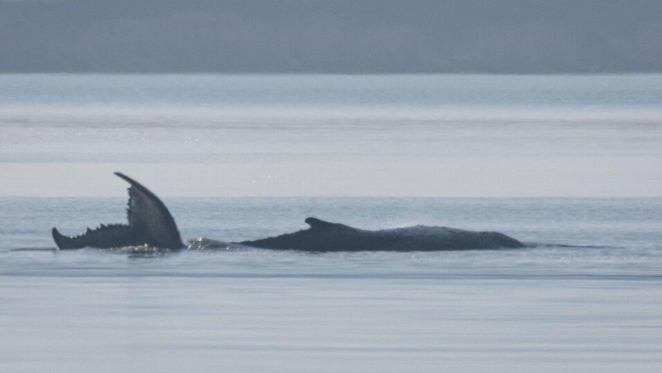 Der Buckelwal vor der Insel Poel schl&auml;gt mit seiner Schwanzflosse.