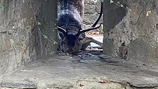 Buchstäblich wild unterwegs war im Oktober dieser Hirsch in Passau. 