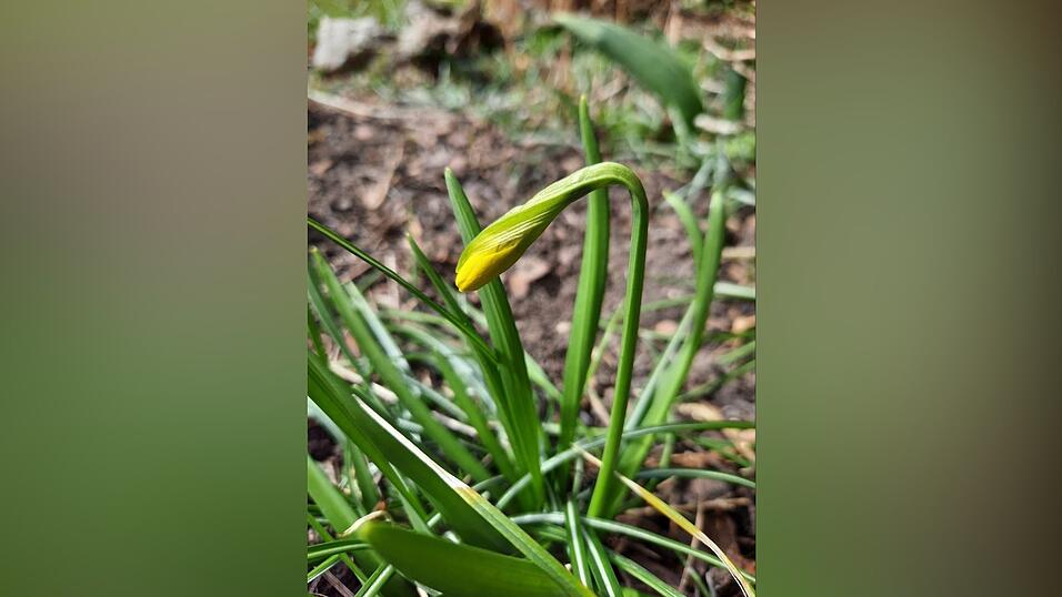 Der Frühling erwacht.