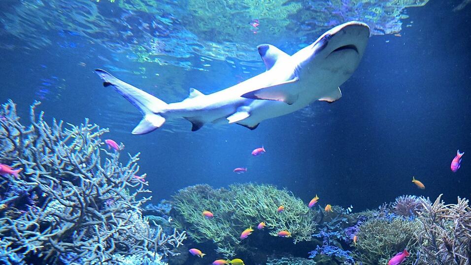 Amadeus schwimmt in seinem neuen Zuhause. Amadeus schwimmt in seinem neuen Zuhause.