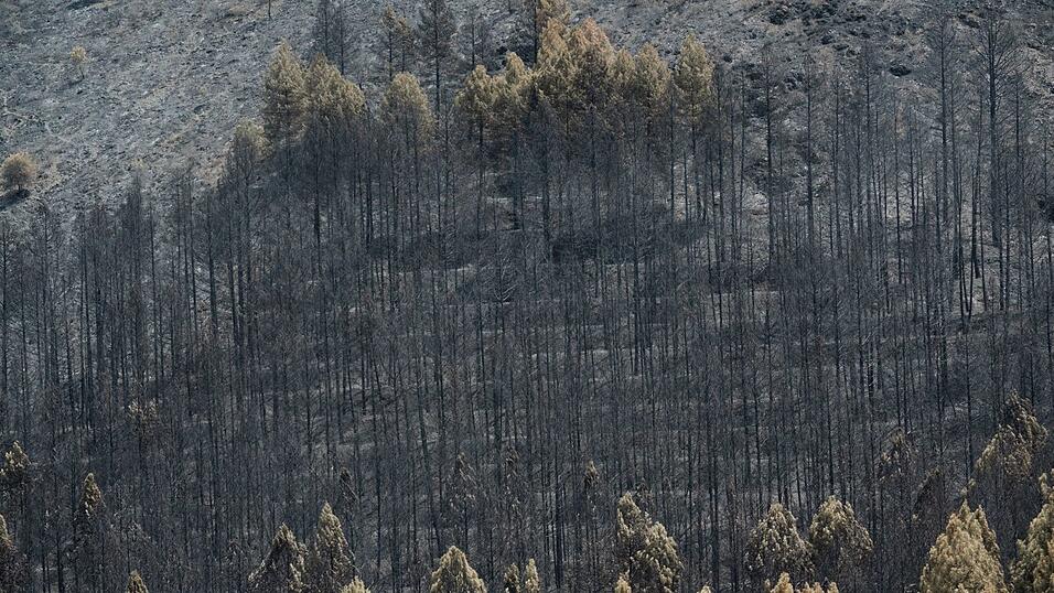 Der Klimawandel erhöht die Wahrscheinlichkeit von Waldbränden, weil Perioden mit Trockenheit und Hitze länger werden. Der Klimawandel erhöht die Wahrscheinlichkeit von Waldbränden, weil Perioden mit Trockenheit und Hitze länger werden.