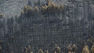 Der Klimawandel erhöht die Wahrscheinlichkeit von Waldbränden, weil Perioden mit Trockenheit und Hitze länger werden. Der Klimawandel erhöht die Wahrscheinlichkeit von Waldbränden, weil Perioden mit Trockenheit und Hitze länger werden.