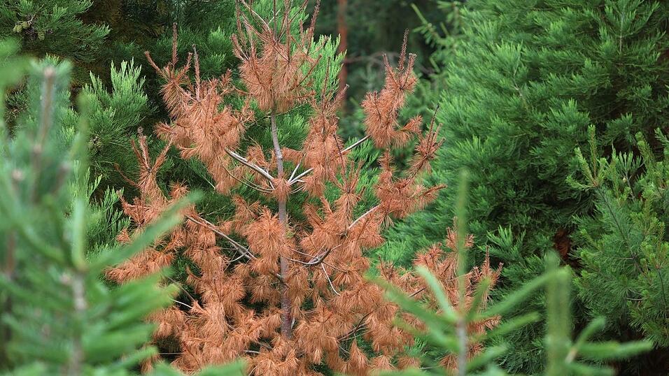 Braune, tote Nadeln statt sattem Grün - Nadelbäume in Bayern leiden seit Jahren unter den sich verändernden Wetter- und Klimabedingungen. Braune, tote Nadeln statt sattem Grün - Nadelbäume in Bayern leiden seit Jahren unter den sich verändernden Wetter- und Klimabedingungen.