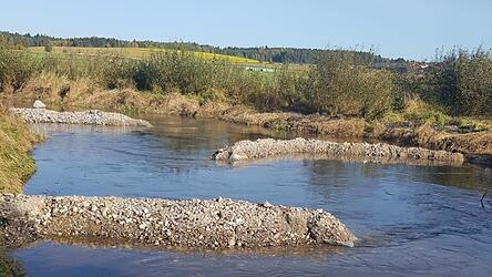 So genannte Buhnen wurden in die Schwarzach eingebracht, um sie als Lebensraum aufzuwerten.