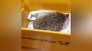So kam die stachelige Lieferung bei der Igel-Nothilfe von Ulrike Kolar an.