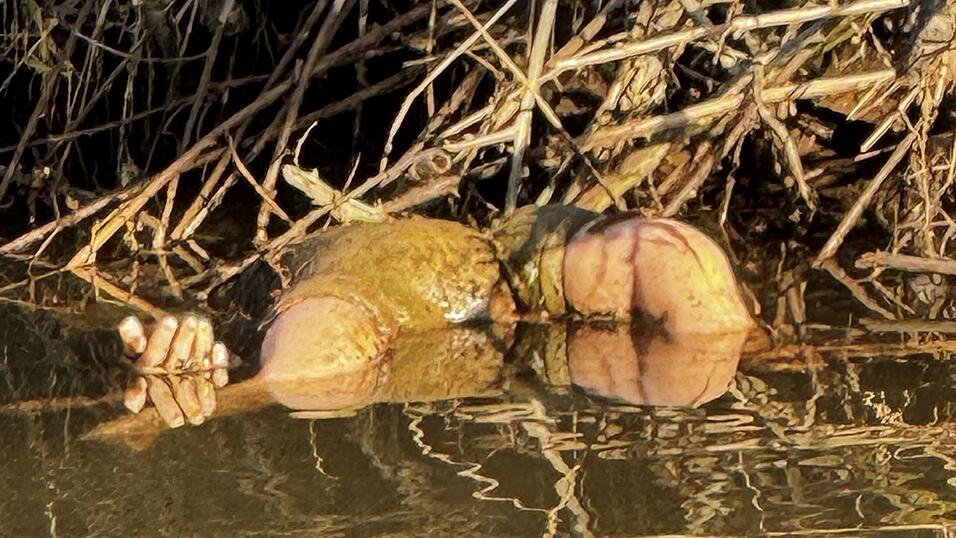 Gl&uuml;cklicherweise stellte sich der Fund schnelle als Spielzeugpuppe und nicht als Kinderleiche heraus.