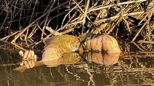 Gl&uuml;cklicherweise stellte sich der Fund schnelle als Spielzeugpuppe und nicht als Kinderleiche heraus.