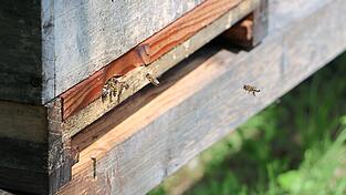 Ende August, Anfang September befindet sich der Bienenstaat in einer gro&szlig;en Ver&auml;nderung. Das Volk bereitet sich auf die Winterruhe vor.
