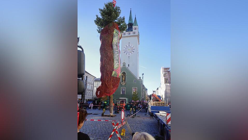Der eingepackte Christbaum wird zugeschnitten, damit er passt. Der eingepackte Christbaum wird zugeschnitten, damit er passt.