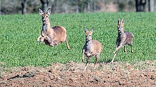 Drei Rehe springen über ein Feld. Die Jagd auf die Waldbewohner ist nur unter bestimmten Voraussetzungen und zu bestimmten Jagdzeiten erlaubt.