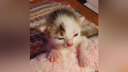 Katzenbabys sind süß, allerdings gibt es zu viele Freigängerkatzen, die unkastriert sind. Katzenbabys sind süß, allerdings gibt es zu viele Freigängerkatzen, die unkastriert sind.