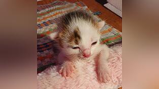 Katzenbabys sind s&uuml;&szlig;, allerdings gibt es zu viele Freig&auml;ngerkatzen, die unkastriert sind.