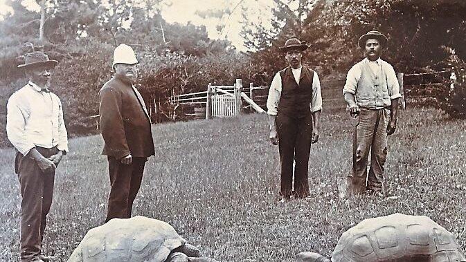Ein um 1886 aufgenommenes Foto von Jonathan. Bereits damals hatte die Schildkr&ouml;te eine imposante Gr&ouml;&szlig;e.