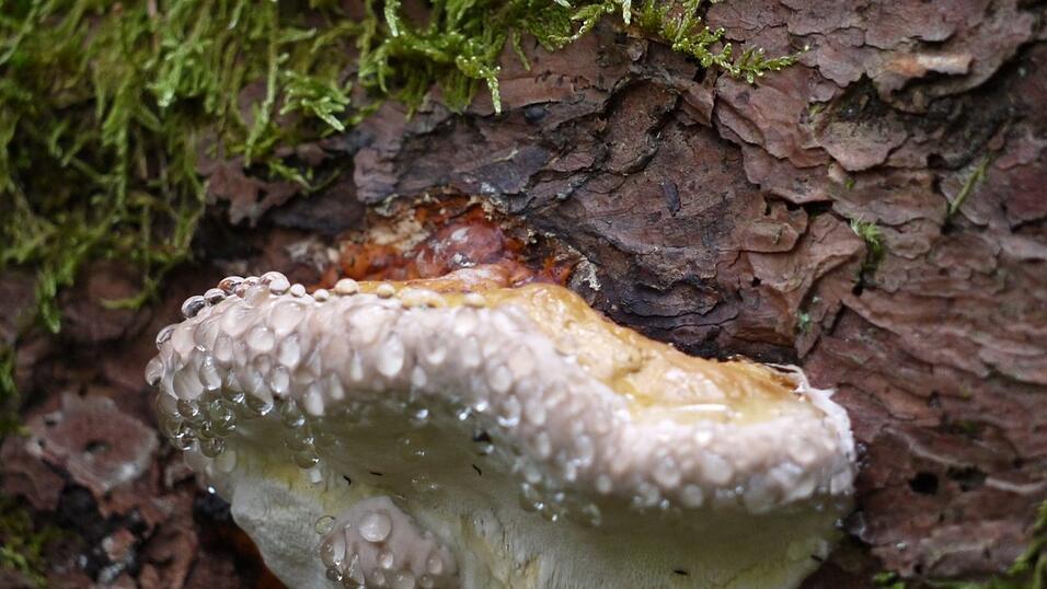 Wunderschönes Ausflugsziel in Passau: die Halser Ilzschleifen. Wunderschönes Ausflugsziel in Passau: die Halser Ilzschleifen.