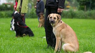 Viele Fachleute halten einen Hundeführerschein für eine gute Methode, damit Herr und Hund sich besser verstehen und Bissattacken verhindert werden können.