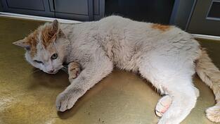 Viele Katzen leiden. Viele Katzen leiden.