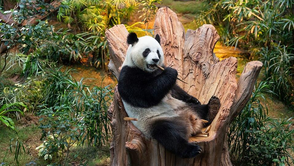 Riesenpandas sind eine Seltenheit. Bald k&ouml;nnten zwei in M&uuml;nchen zu sehen sein.