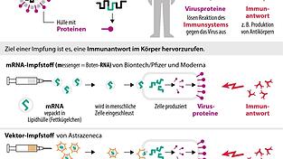Der mRNA- und Vektor-Impfstoff im Vergleich.