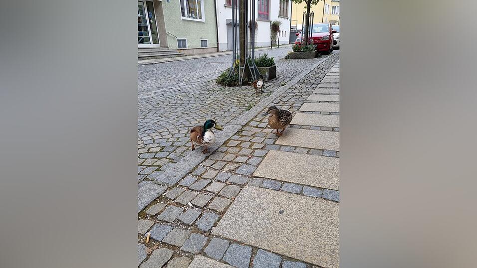 Zwischen Fr&uuml;hjahr und Herbst sind viele Enten im Mainburger Stadtgebiet unterwegs. Die meisten von ihnen ben&ouml;tigen keine Hilfe und kommen gut allein zurecht. Daher sollten auch keine eigenm&auml;chtige &bdquo;Umsiedlungsversuche&ldquo; unternommen werden.