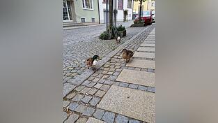 Zwischen Fr&uuml;hjahr und Herbst sind viele Enten im Mainburger Stadtgebiet unterwegs. Die meisten von ihnen ben&ouml;tigen keine Hilfe und kommen gut allein zurecht. Daher sollten auch keine eigenm&auml;chtige &bdquo;Umsiedlungsversuche&ldquo; unternommen werden.