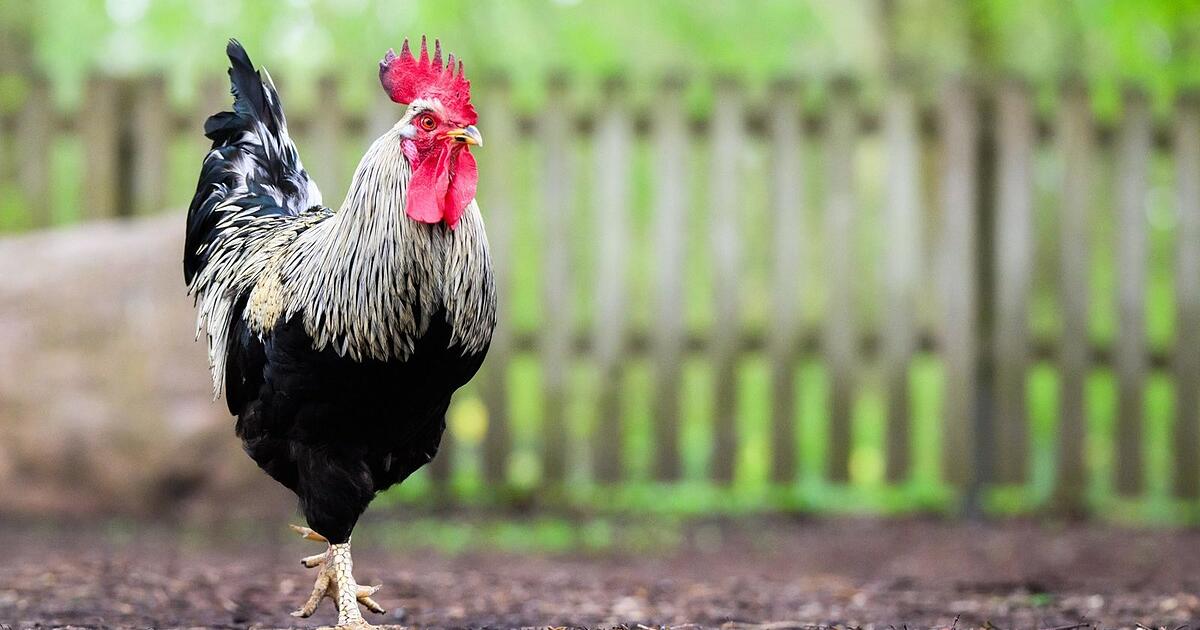 Kikeriki und kein Ende: Hähne nerven Anwohner im Landkreis Cham