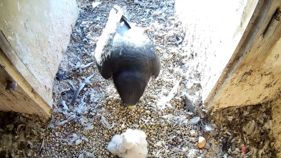 Die Wanderfalken-Eltern wechseln sich bei der F&uuml;tterung der drei K&uuml;ken ab.