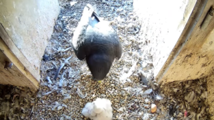 Die Wanderfalken-Eltern wechseln sich bei der F&uuml;tterung der drei K&uuml;ken ab.