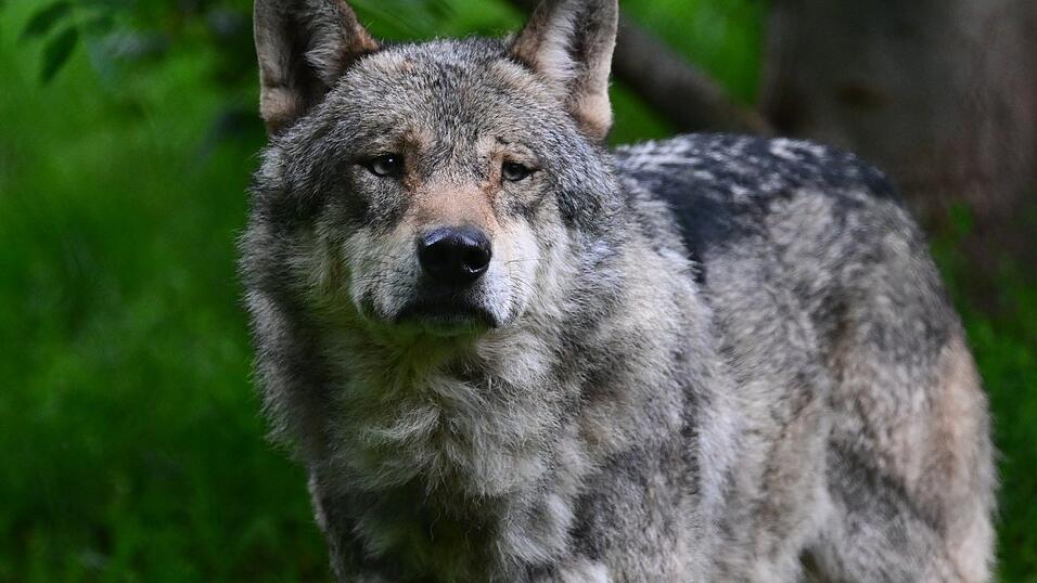 F&uuml;r ein besseres Miteinander von Wolf und Nutztieren liefert der BN neue Vorschl&auml;ge.