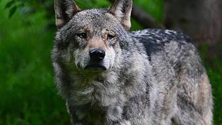 F&uuml;r ein besseres Miteinander von Wolf und Nutztieren liefert der BN neue Vorschl&auml;ge.