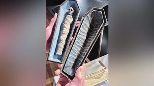 Ein Tischsarg mit einer Puppe, gestaltet wie eine halb verweste Leiche. Ein Tischsarg mit einer Puppe, gestaltet wie eine halb verweste Leiche.