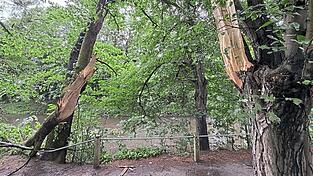Mit brachialer Gewalt hat der Sturm die Bäume zerfetzt. Mit brachialer Gewalt hat der Sturm die Bäume zerfetzt.