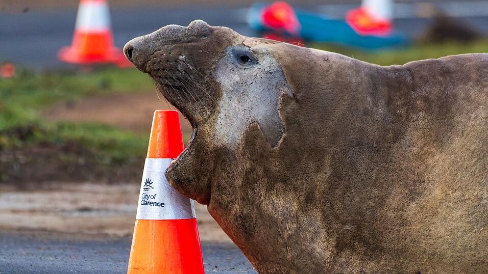 Der See-Elefant reibt sich in Tasmanien auch schon mal an Verkehrspollern. Der See-Elefant reibt sich in Tasmanien auch schon mal an Verkehrspollern.