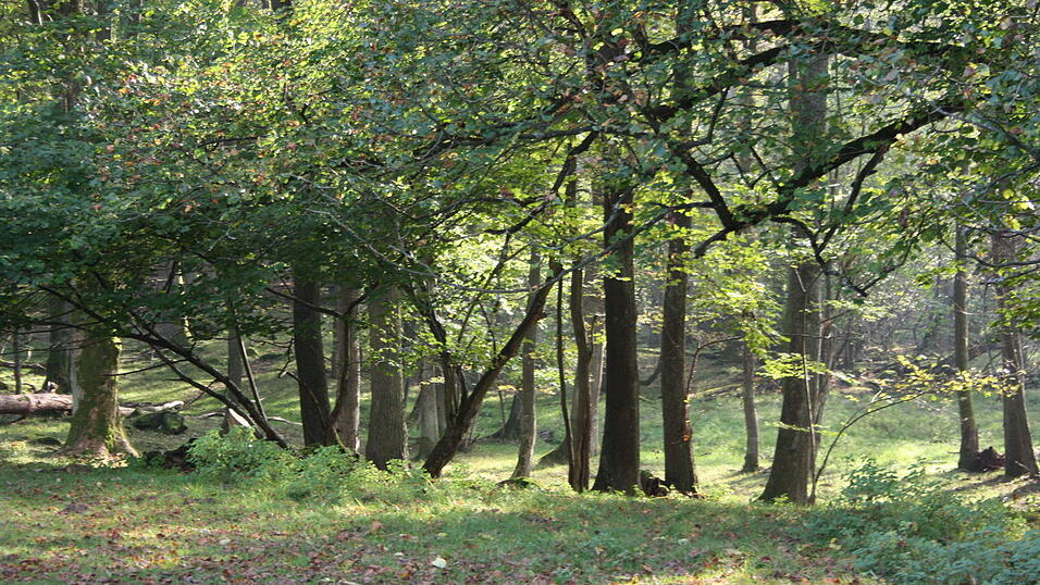 In Wiesenfelden findet sich noch pure Natur mit alten Baumgestalten, Weihern und einem kleinen Bachlauf.
