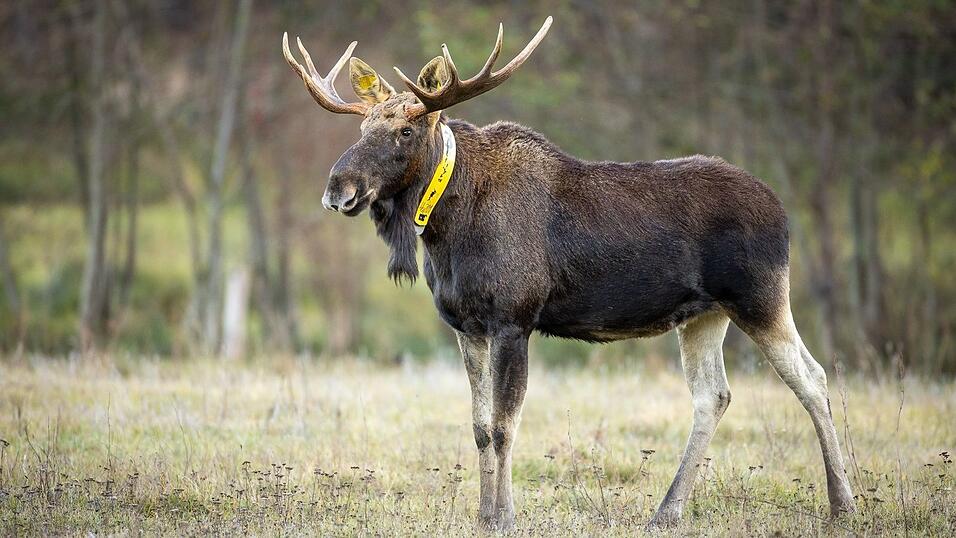 Ein aus Polen stammender Elch wurde wiederholt auch in Brandenburg gesehen. 2018 wurde dem Elch ein gelbes Sendehalsband angelegt, um seine Routen zu dokumentieren. (Archivbild/Illustration) Ein aus Polen stammender Elch wurde wiederholt auch in Brandenburg gesehen. 2018 wurde dem Elch ein gelbes Sendehalsband angelegt, um seine Routen zu dokumentieren. (Archivbild/Illustration)