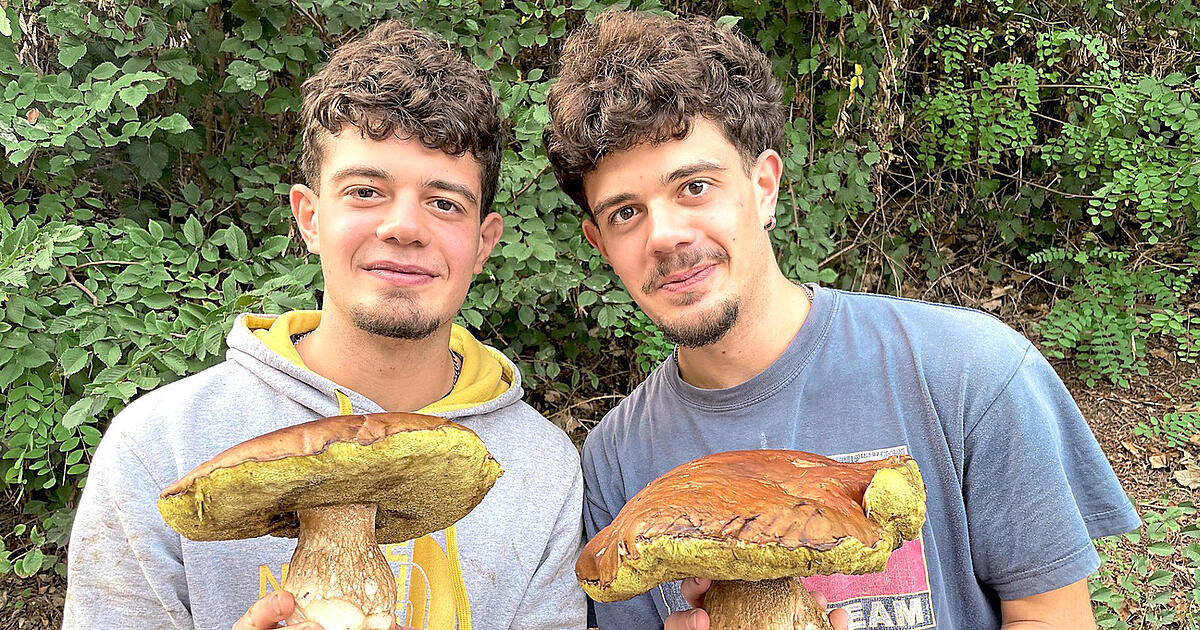 Gigantic porcini mushrooms found in Sankt Englmar