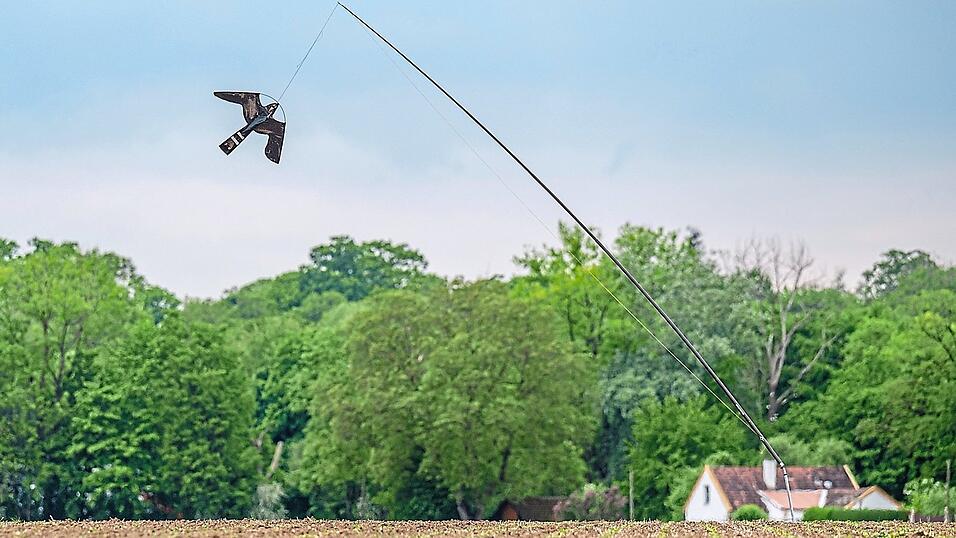 Ein Vogelabwehr-Drachen schwebt &uuml;ber einem Feld. Auch bei Christian Stahl in Parkstetten wurden solche eingesetzt.