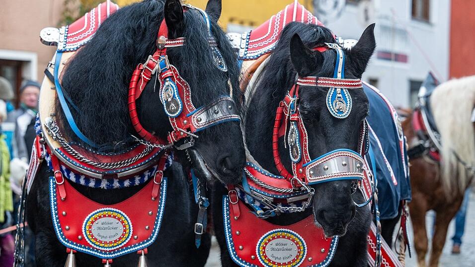 Die Pferde werden festlich geschm&uuml;ckt.