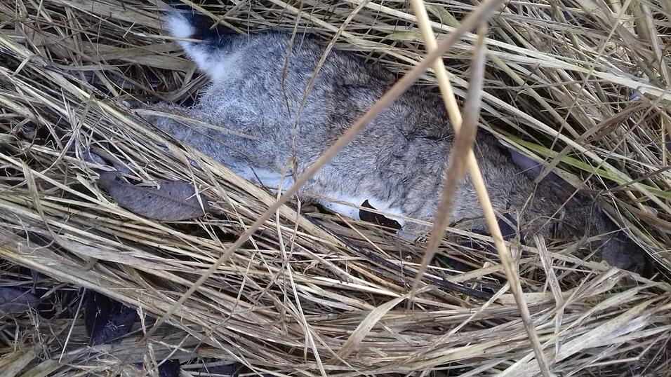 Die Finder der toten Kaninchen an der Autobahn (Bereich Anschlussstelle Landshut-West) haben die Polizei und den zust&auml;ndigen Jagdp&auml;chter informiert.