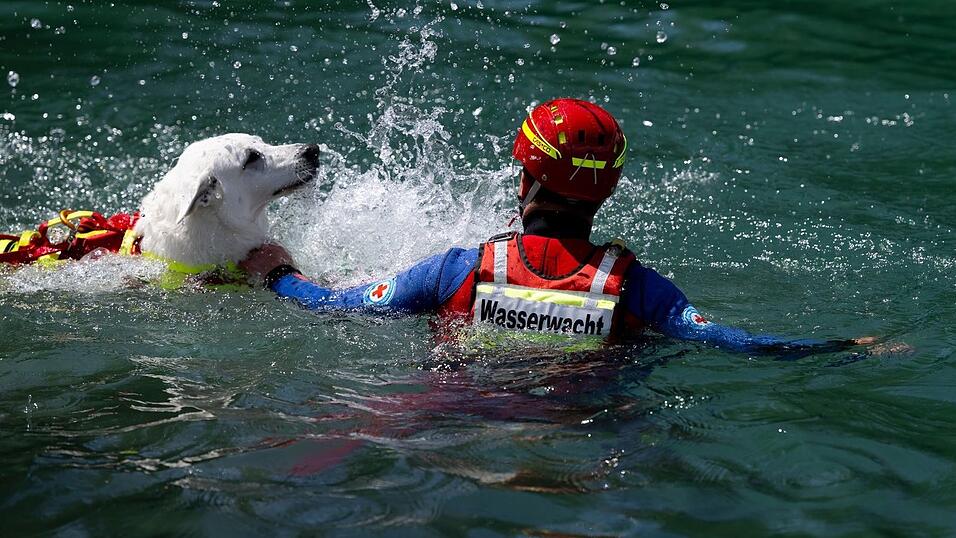 Auch Hunde helfen nach Badeunf&auml;llen bei der Rettung aus dem Wasser.