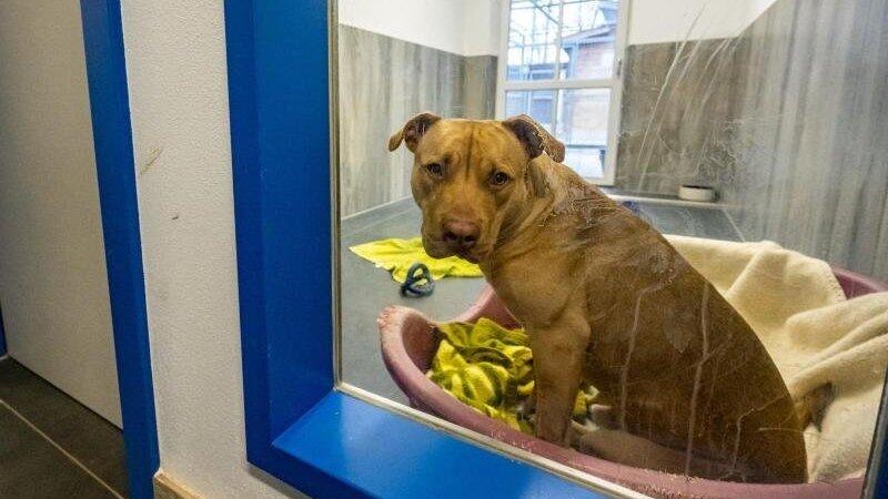 American Staffordshire Rüde Ace sitzt in einem Gehege im Tierheim Quellenhof Passbrunn. American Staffordshire Rüde Ace sitzt in einem Gehege im Tierheim Quellenhof Passbrunn.