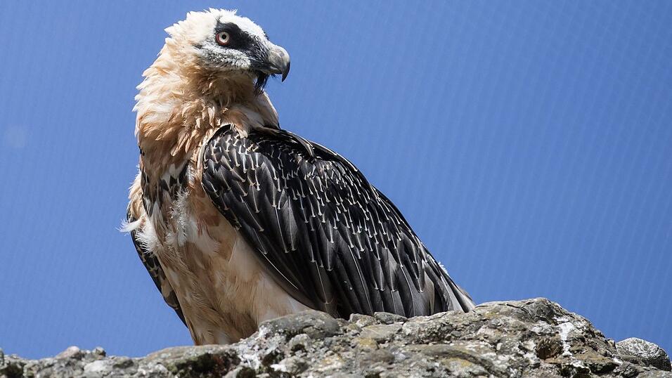 Moderne Gefahren bedrohen Bartgeier in den Alpen (Archivbild)