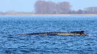 Der Buckelwal braucht Ruhe. Er lebt noch, aber er hat sich nicht wegbewegt. Der Buckelwal braucht Ruhe. Er lebt noch, aber er hat sich nicht wegbewegt.