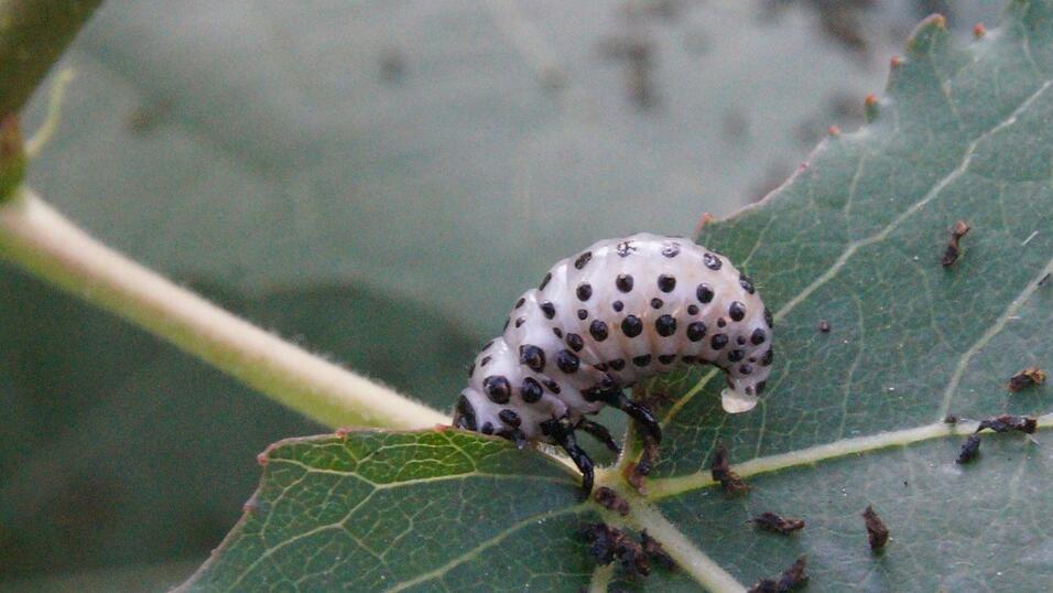 Eigentlich ist der kleine Kerl ganz hübsch...auf eine etwas skurrile Art. Eigentlich ist der kleine Kerl ganz hübsch...auf eine etwas skurrile Art.